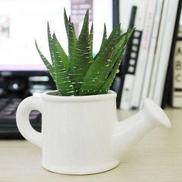 蘆薈膠的功效與作用 天然蘆薈護(hù)膚5大功效