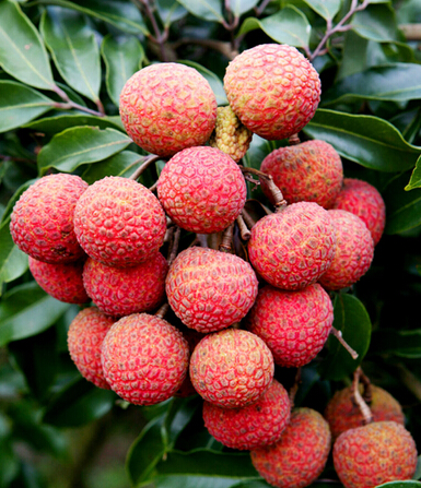 排毒養(yǎng)顏 水果是最好的排毒養(yǎng)顏食物