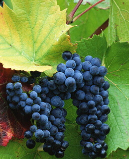 美容養(yǎng)顏 深秋去燥養(yǎng)顏多食九種水果效果佳