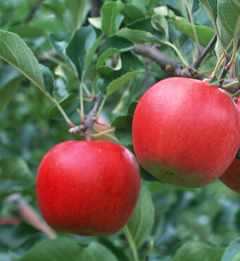 瘦身方法 夏季養(yǎng)顏瘦身吃什么水果好