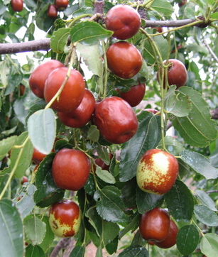 吃什么可以祛斑養(yǎng)顏 吃對(duì)食物祛斑養(yǎng)顏