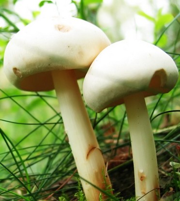 常吃七種蔬菜幫助皮膚自然美白