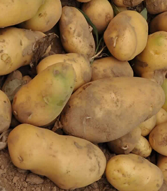 如何快速祛斑 馬鈴薯快速祛斑美白