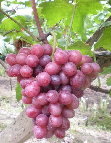 美容護膚養(yǎng)生 女性吃什么對皮膚最好