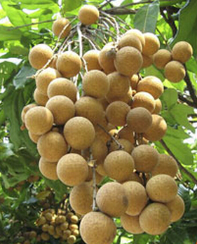 吃水果的最佳時(shí)間 美容水果選對(duì)時(shí)間更營(yíng)養(yǎng)