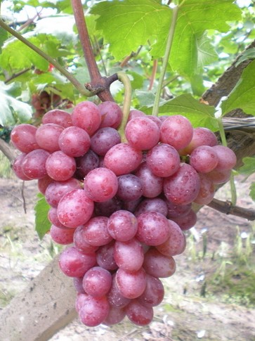 水果的功效與作用 10種食物媲美頂級護(hù)膚品