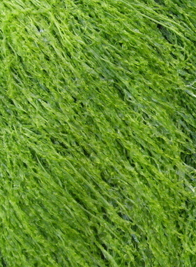 海藻面膜怎么調(diào) 海藻面膜的美容功效與調(diào)制