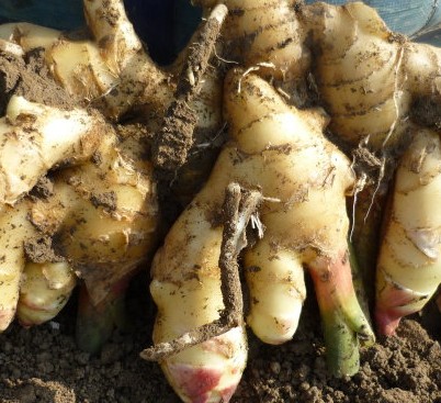 祛痘偏方大全 輕松祛痘無痘印