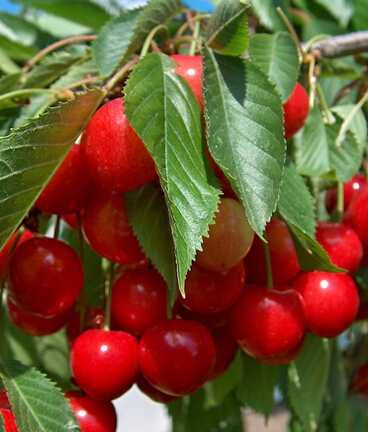 美容護膚小竅門 10種水果媲美頂級護膚品