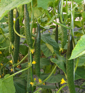 吃什么美白 常吃七種蔬菜幫助皮膚自然美白