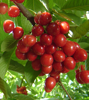 水果面膜 水果護(hù)膚面膜的作用