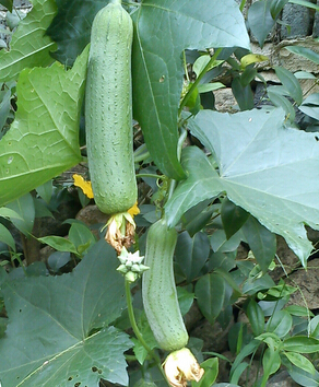 祛斑最好的方法 祛斑最有效的6個偏方
