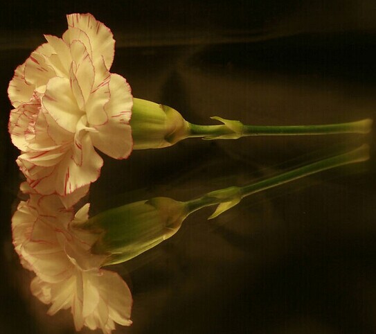 21種養(yǎng)顏瘦身花喝出美容好身材