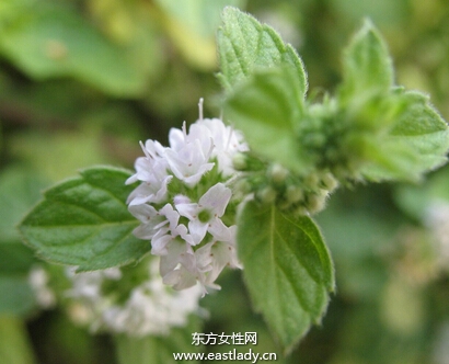 自制薄荷草面膜清爽敷臉