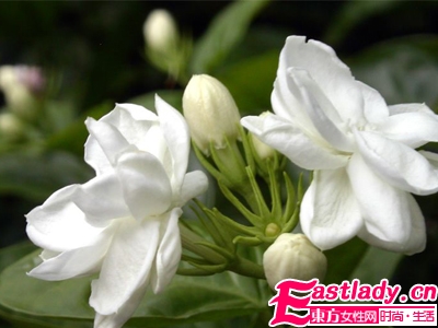 國醫(yī)漢方美人秘訣 輕松打造無粉黛草本美人