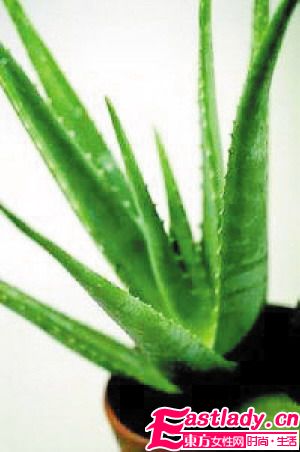蘆薈的作用 美容預防脫發(fā)