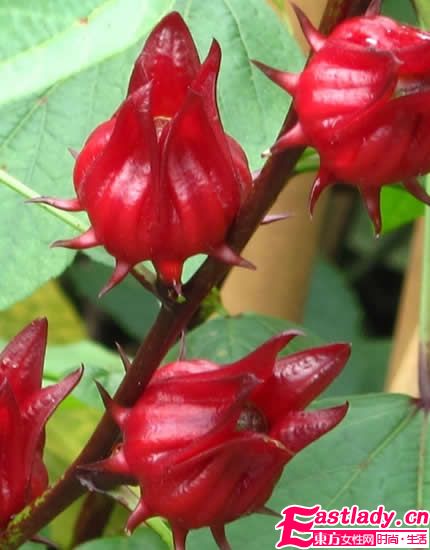 女人吃什么可以皮膚白皙 5種食物美白不煩惱