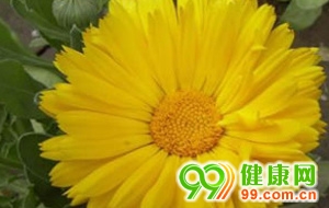 民間秘方 DIY祛痘美顏面膜