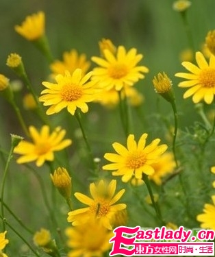 野菊花控油鎮(zhèn)靜面膜