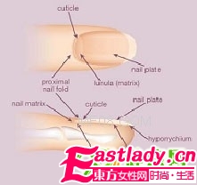 圖解美甲基礎(chǔ)學(xué)問(一)