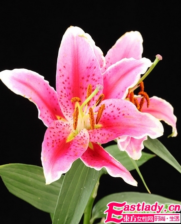 天然養(yǎng)顏法 不化妝的超級(jí)美人