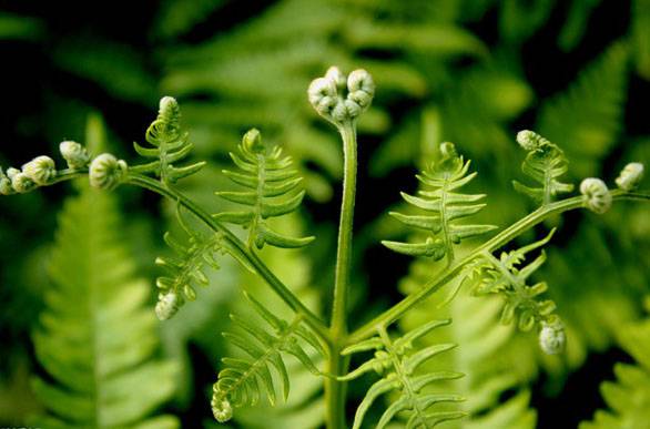 蕨菜致癌嗎 拋開劑量談毒性都是耍流氓