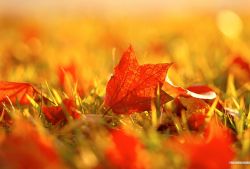 痛風(fēng)偏方有哪些 如何在日常飲食中做好預(yù)防