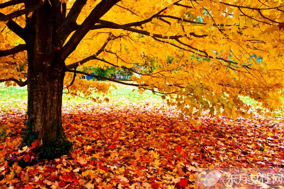 痛風(fēng)偏方有哪些 如何在日常飲食中做好預(yù)防