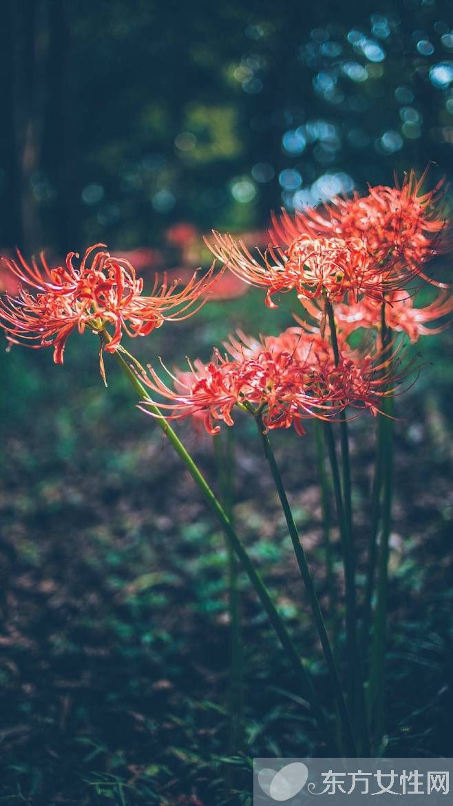 花粉過敏該如何預(yù)防 6招讓遠(yuǎn)離過敏痛苦