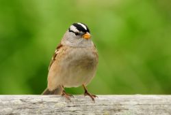 如何防御禽流感 別慌把這些辦法牢記在心