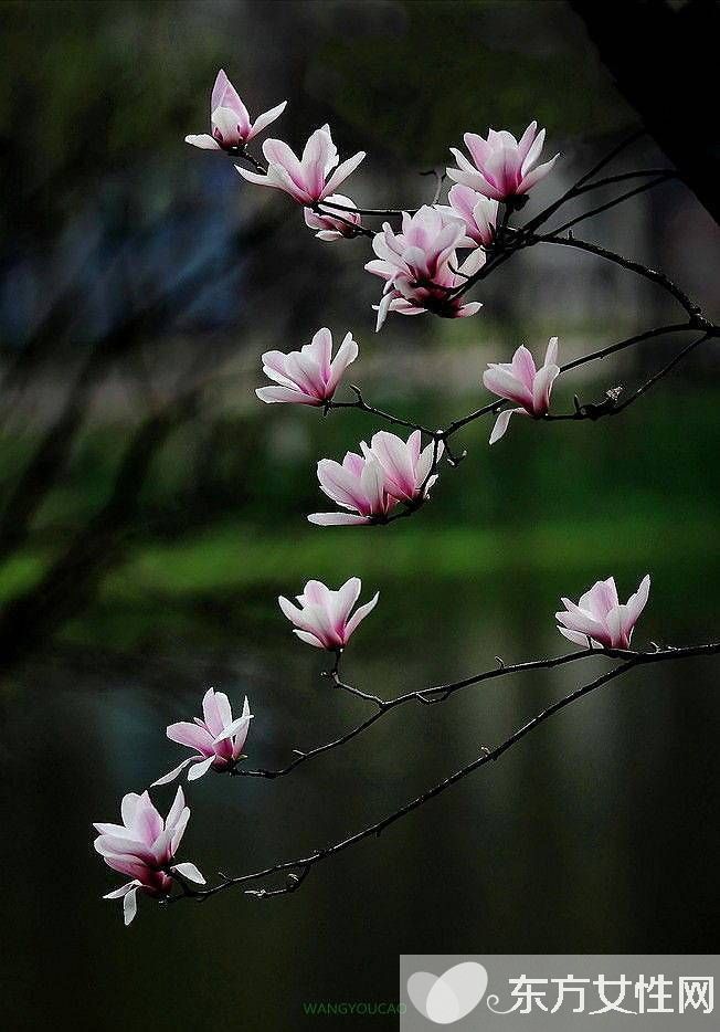 春冬換季養(yǎng)生 必吃的五款營養(yǎng)食譜