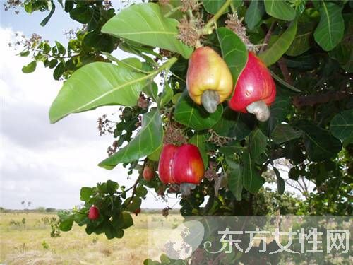 腰果的營養(yǎng)價(jià)值有哪些 常吃原來都有這些好處呢