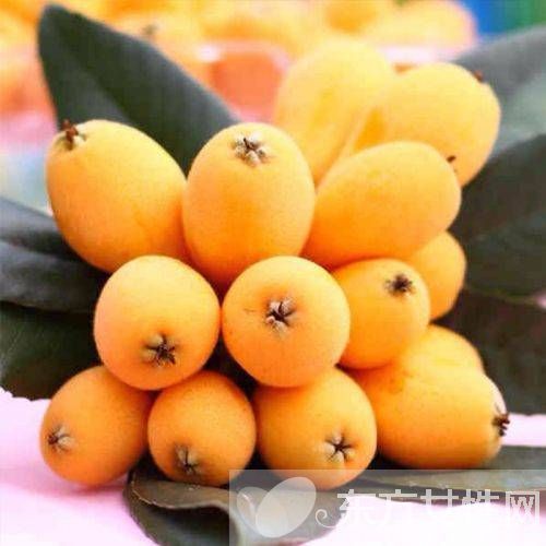 枇杷的功效與作用都有哪些 它的食用方法又有哪幾種