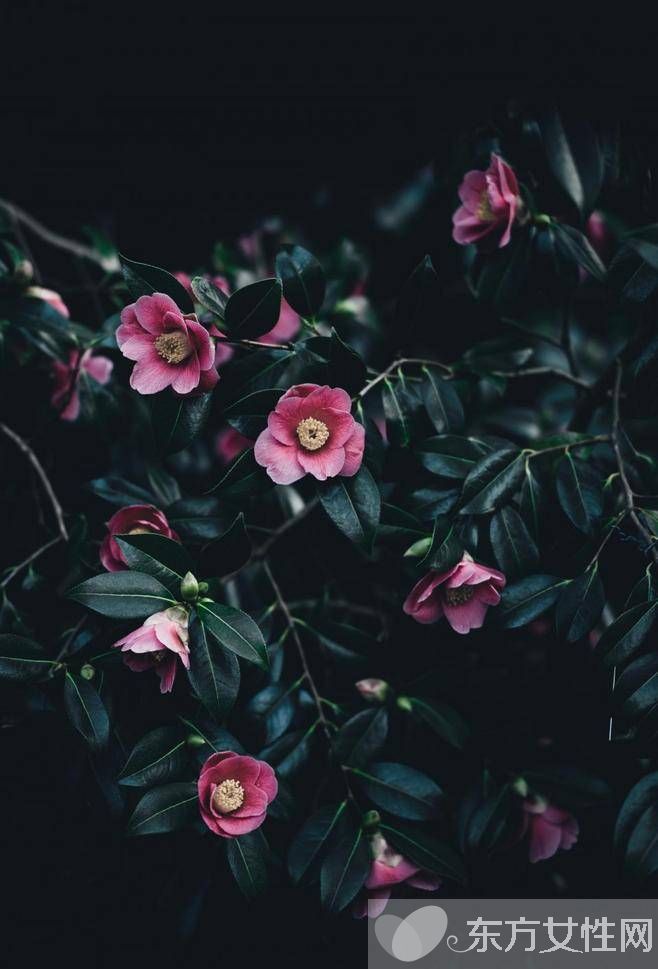 花粉過敏該如何預(yù)防 6招讓遠(yuǎn)離過敏痛苦