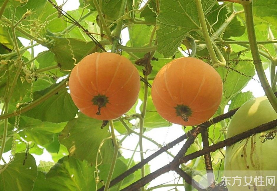 健腦食品有哪些 九種補腦食物越吃越聰明