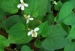 魚(yú)腥草要怎么吃 它的療效都有哪些快來(lái)看看吧