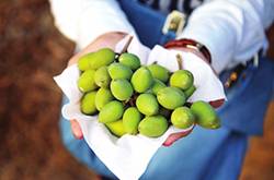 青橄欖的功效與作用以及食用禁忌