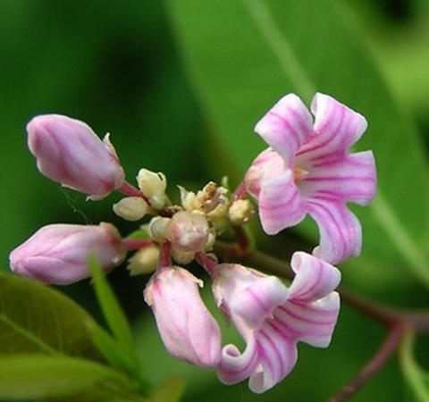 三高朋友的 選擇  揭羅布麻茶的作用