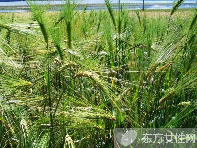 青稞是什么 青稞的功效與作用