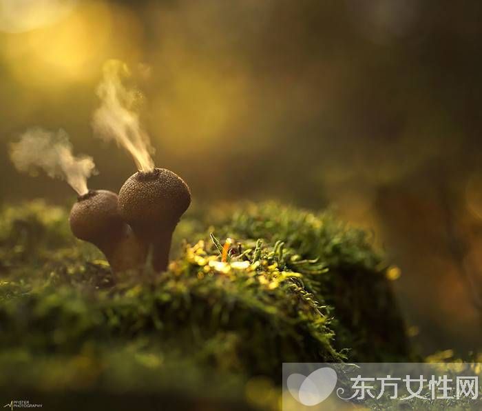 馬勃菌的功效與作用以及食用注意事項