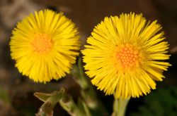 款冬花的功效與作用 它的最佳食療方法