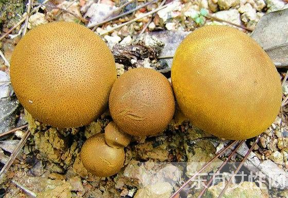 馬勃菌的功效與作用以及食用注意事項