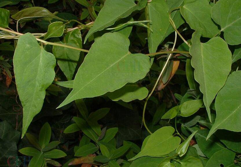 何首烏的功效與作用 它有哪些副作用