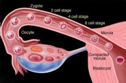 輸卵管堵塞的癥狀表現(xiàn) 出現(xiàn)這些癥狀一定要及時(shí)就醫(yī)