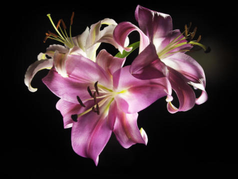 卵巢保養(yǎng)秘方有哪些 內(nèi)外調(diào)養(yǎng)是關(guān)鍵