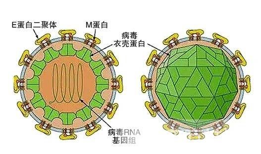 諾如病毒的癥狀有哪些 諾如病毒的7大預(yù)防