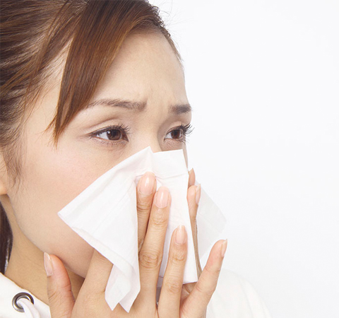 苦丁茶的作用與功效 這五類人要忌喝苦丁茶