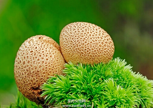 馬勃菌的功效與作用以及食用注意事項(xiàng)