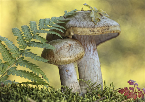 吃什么東西可以養(yǎng)胃 這些養(yǎng)胃小妙招千萬別錯過