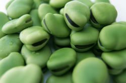 蠶豆病的用藥禁忌 蠶豆病的早期癥狀要引起重視